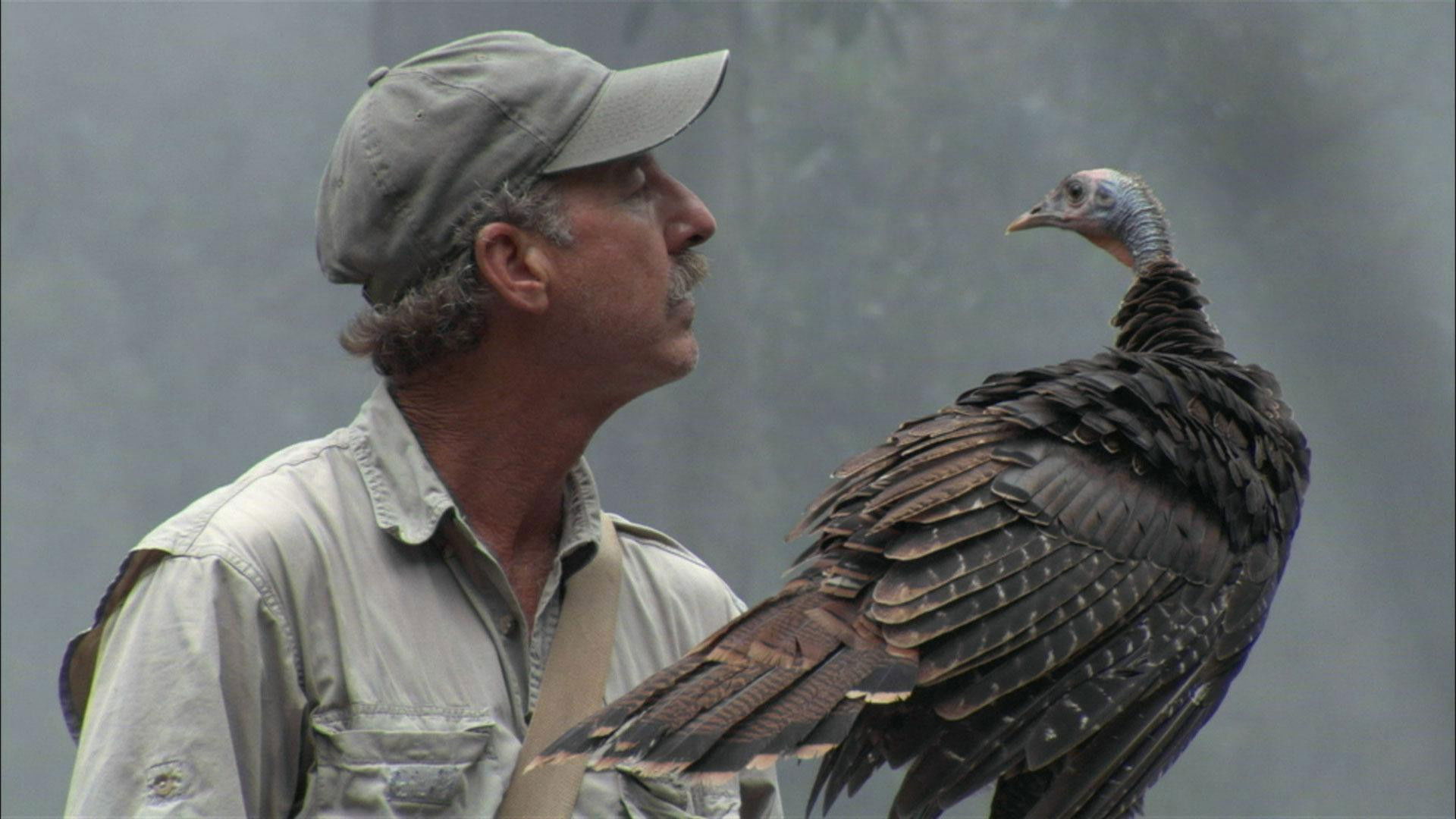 Backdrop for My Life as a Turkey