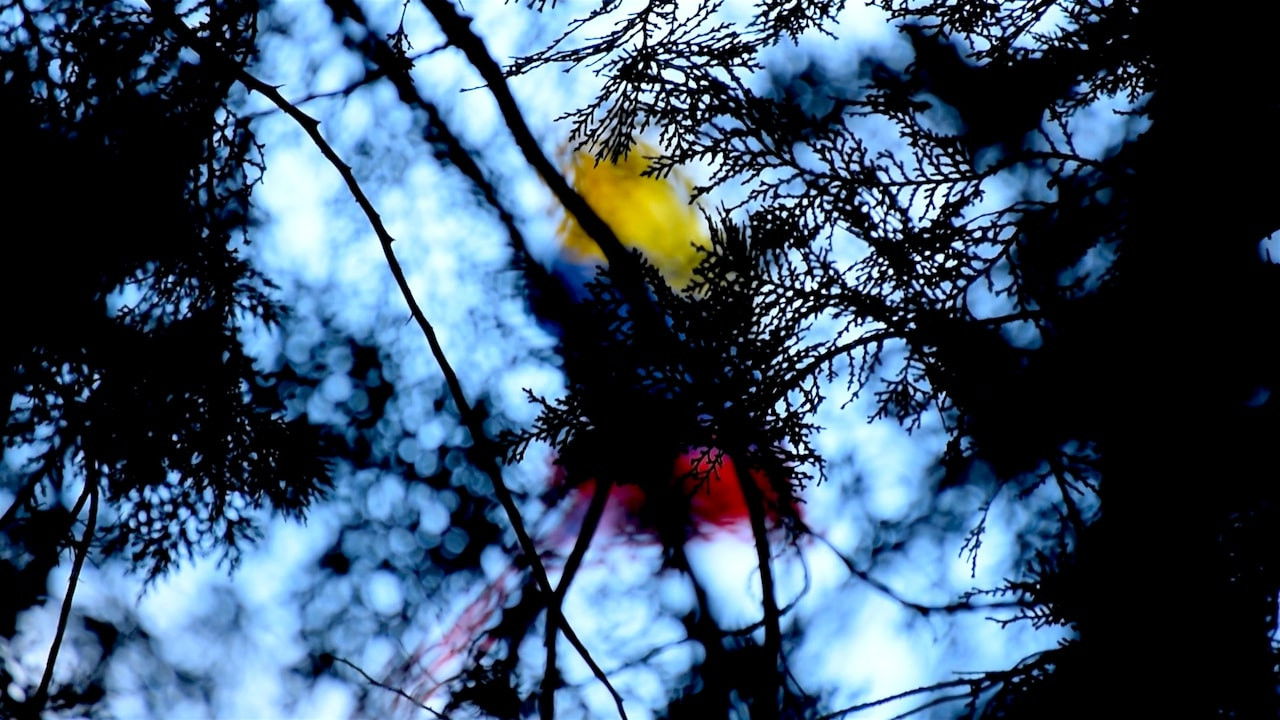 Backdrop for Mérida, Tiempo y Naufragio.