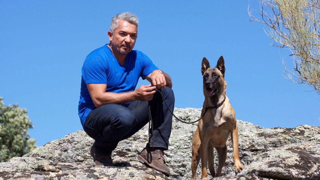 Backdrop for Cesar Millan's Leader of the Pack