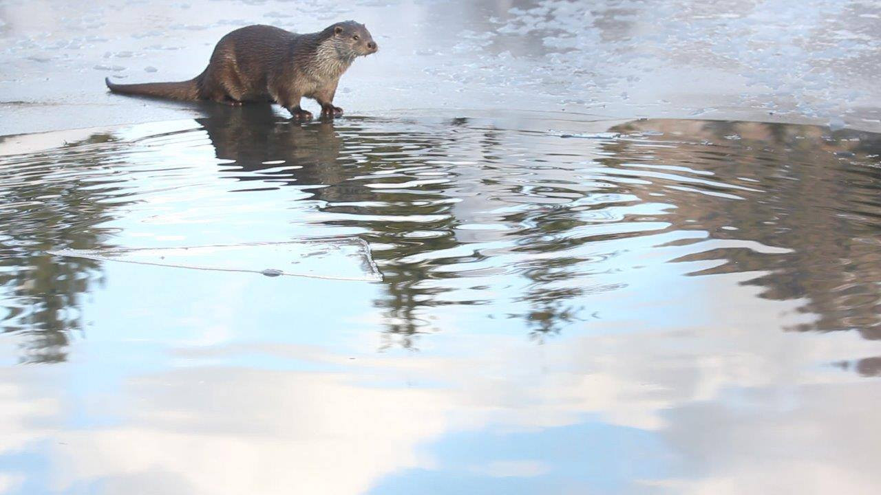 Backdrop for Forest of Fantasies