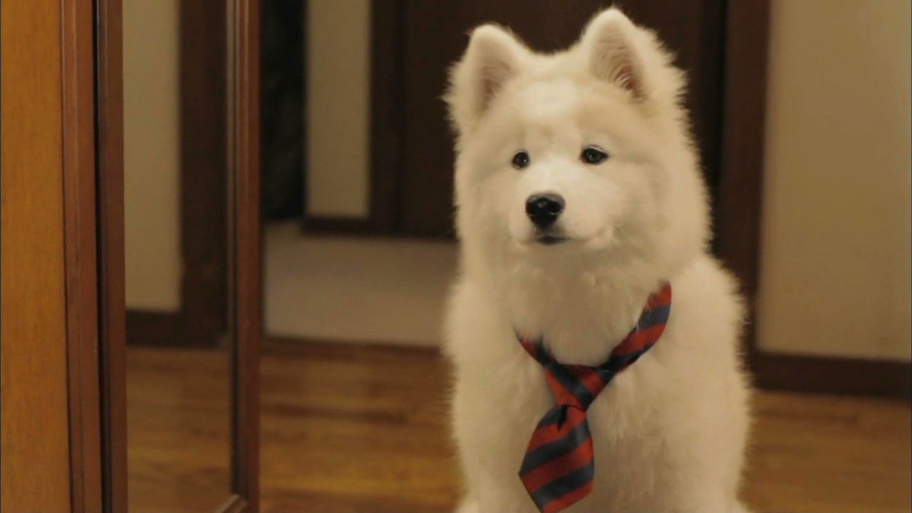 Backdrop for Mr. Inukai Keeps a Dog