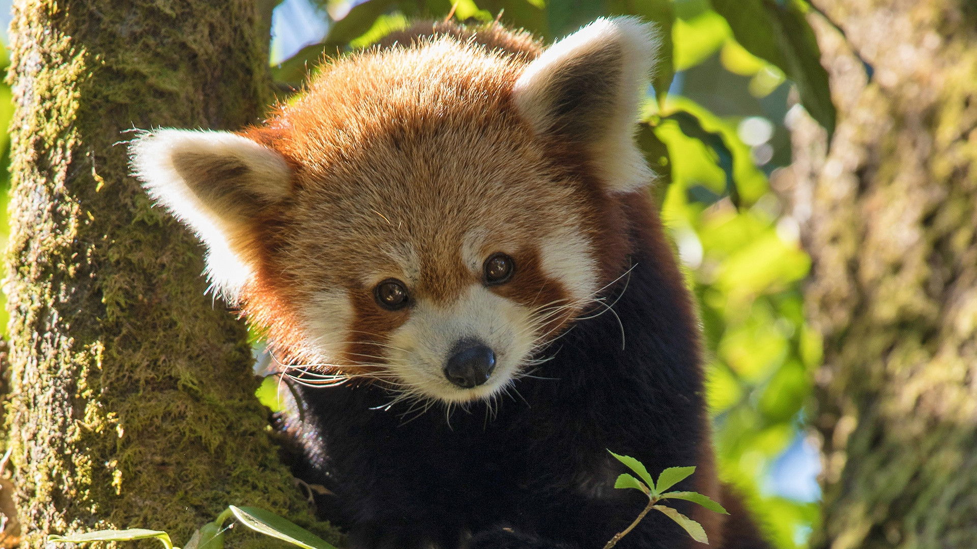 Backdrop for Red Panda: World's Cutest Animal