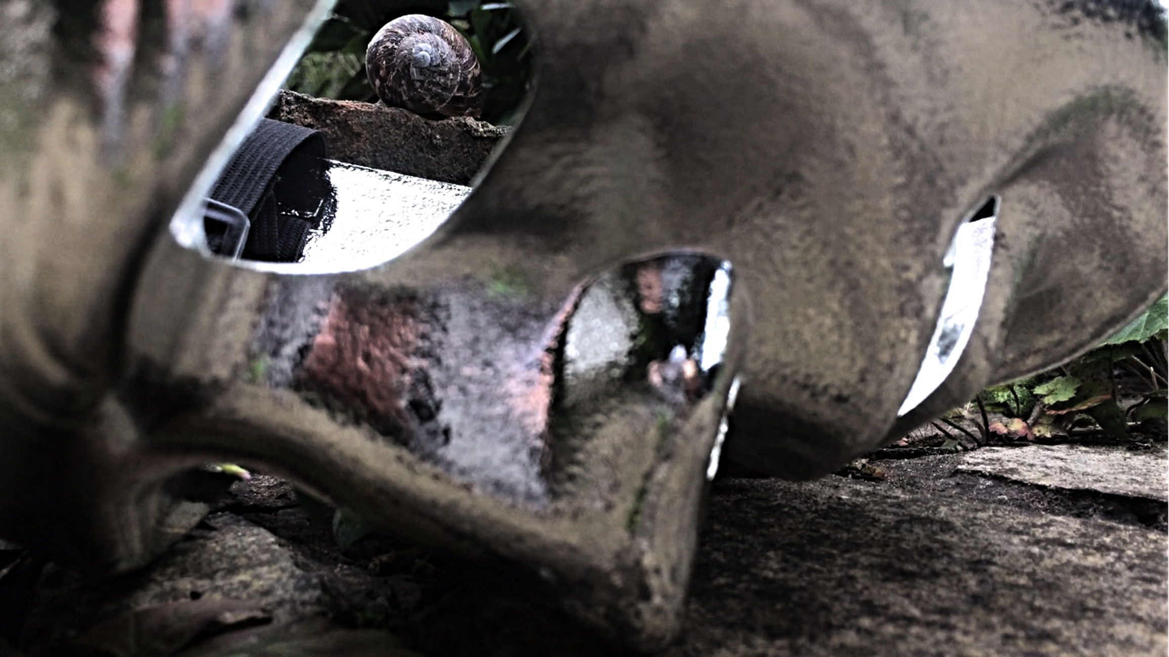 Backdrop for Gastropod