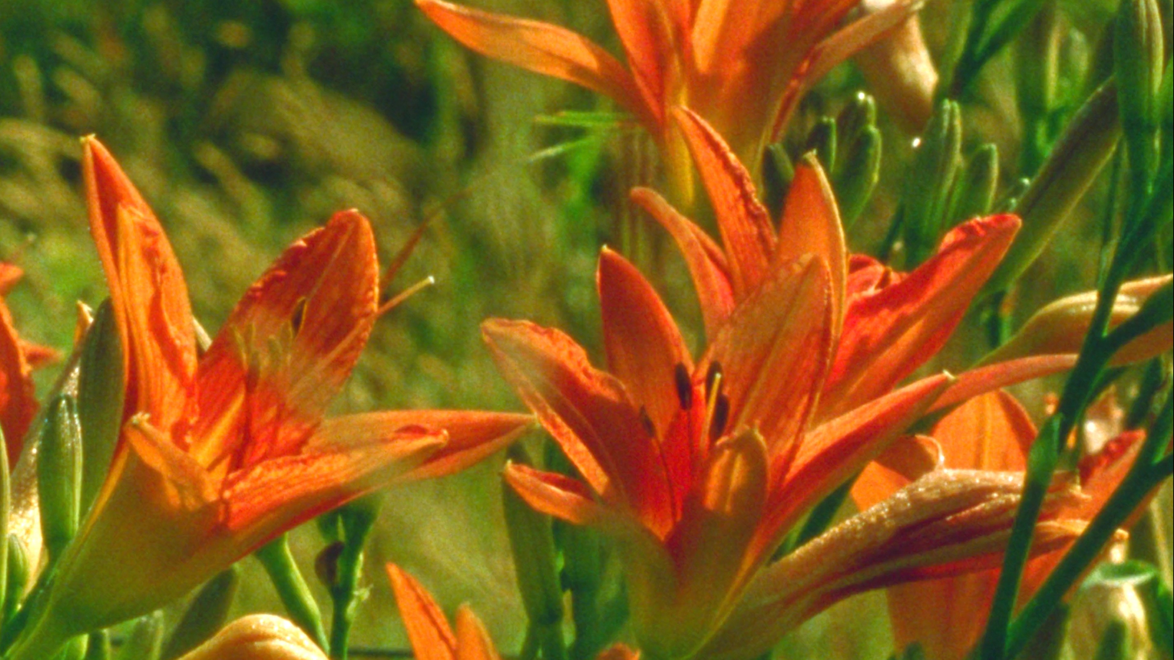 Backdrop for A World of Dew