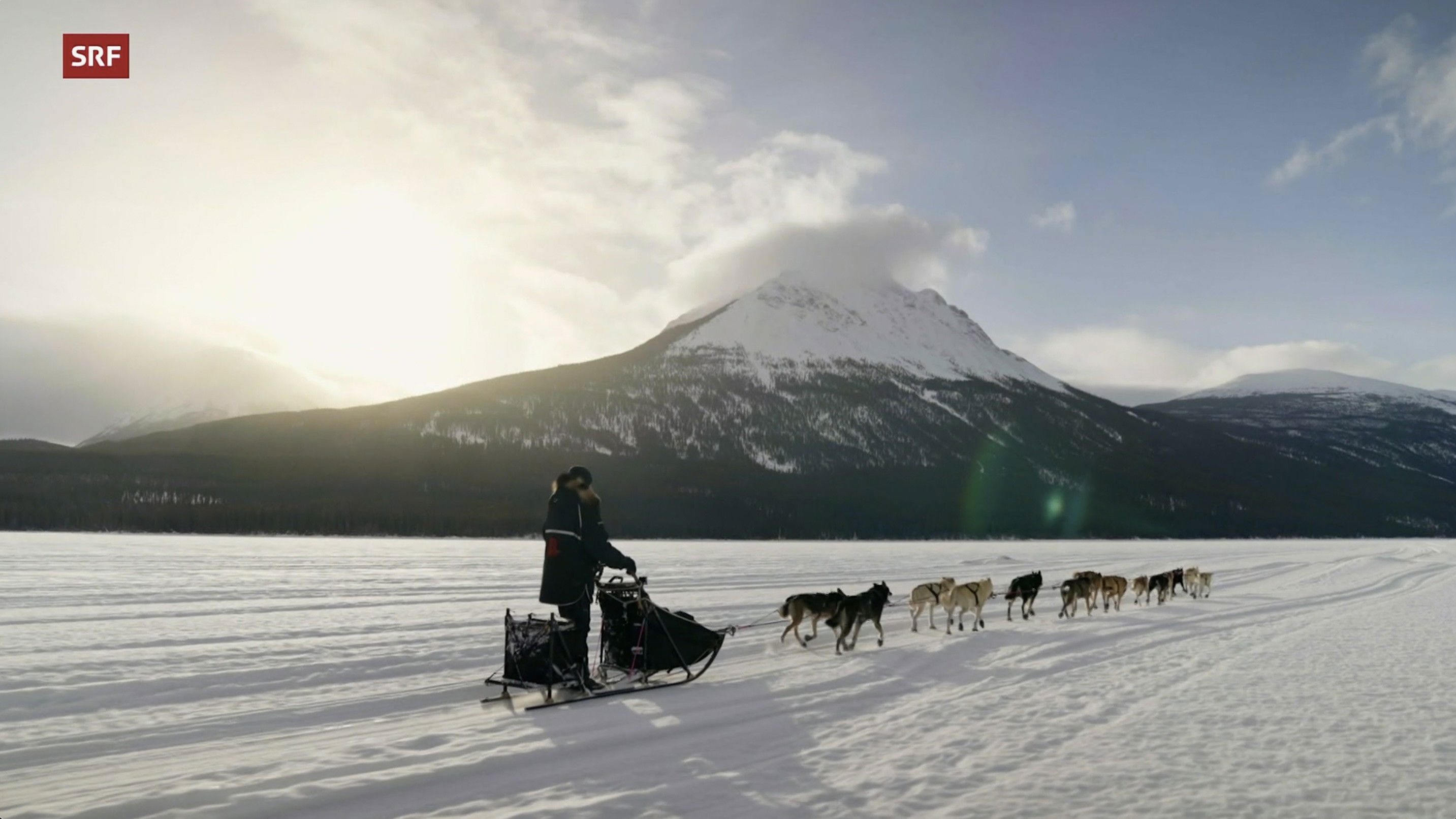 Backdrop for Musher, l'appel de l'Alaska