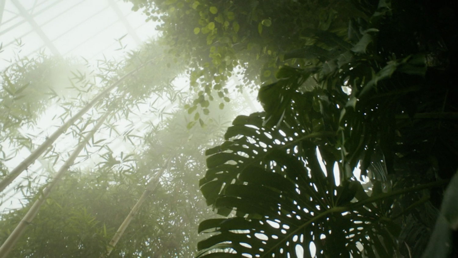 Backdrop for Paradise Lost?