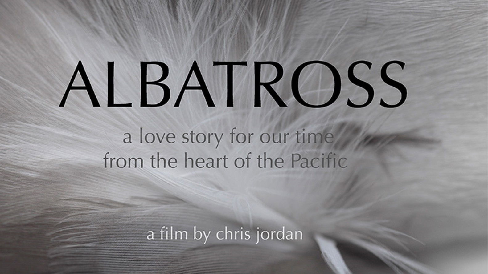 Backdrop for Albatross