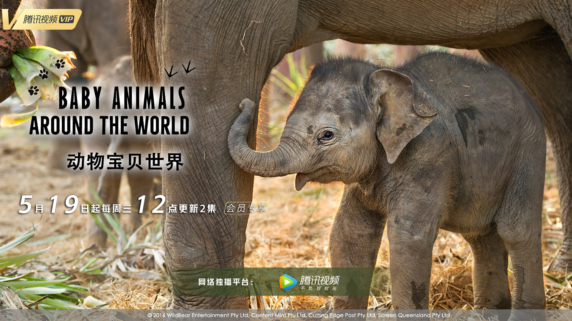 Backdrop for Baby Animals Around the World