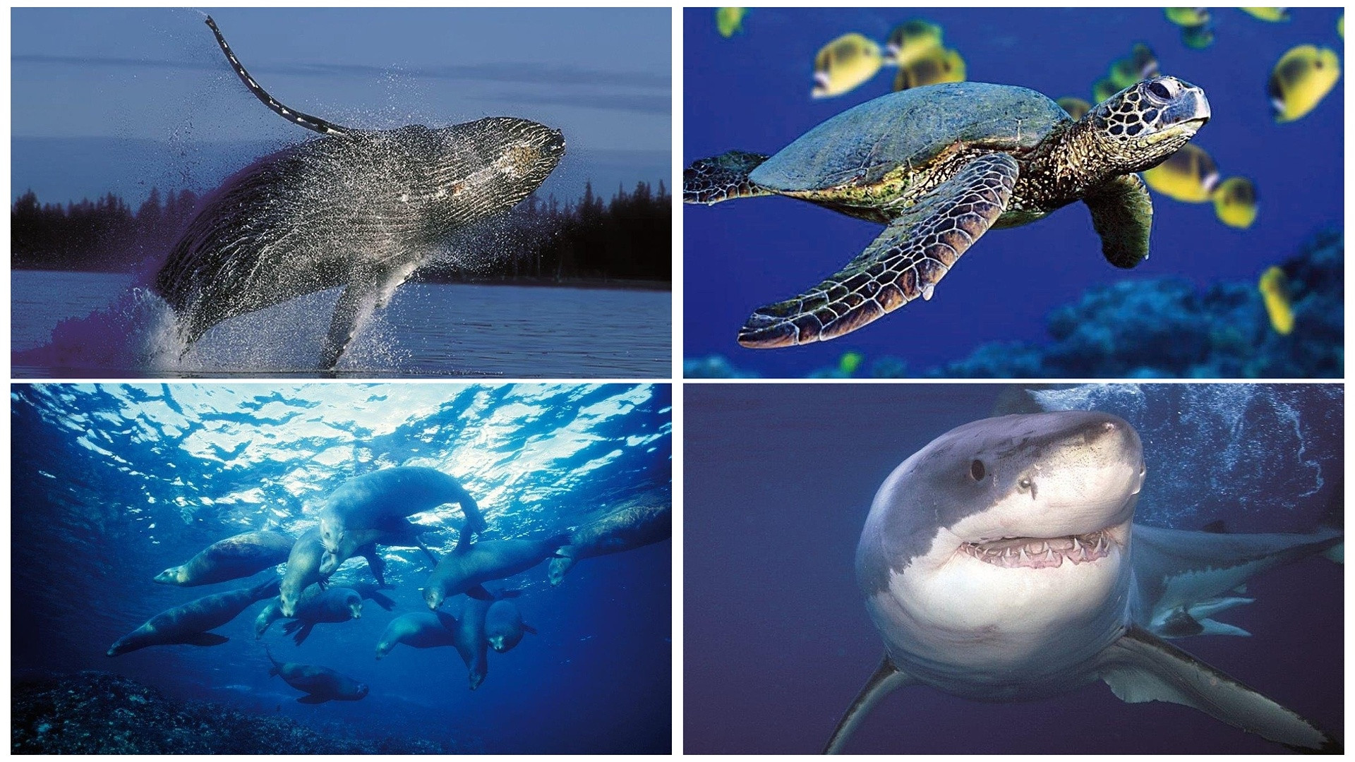 Backdrop for Discover Planet Ocean