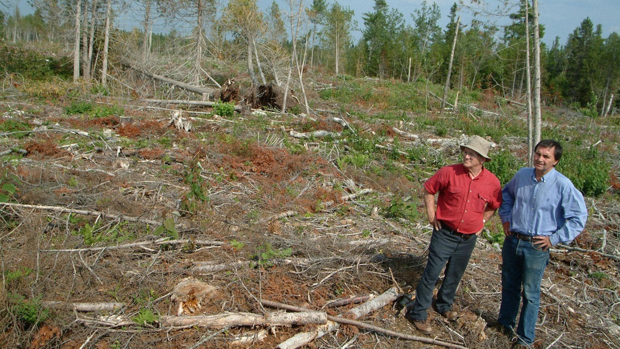 Backdrop for Forbidden Forest