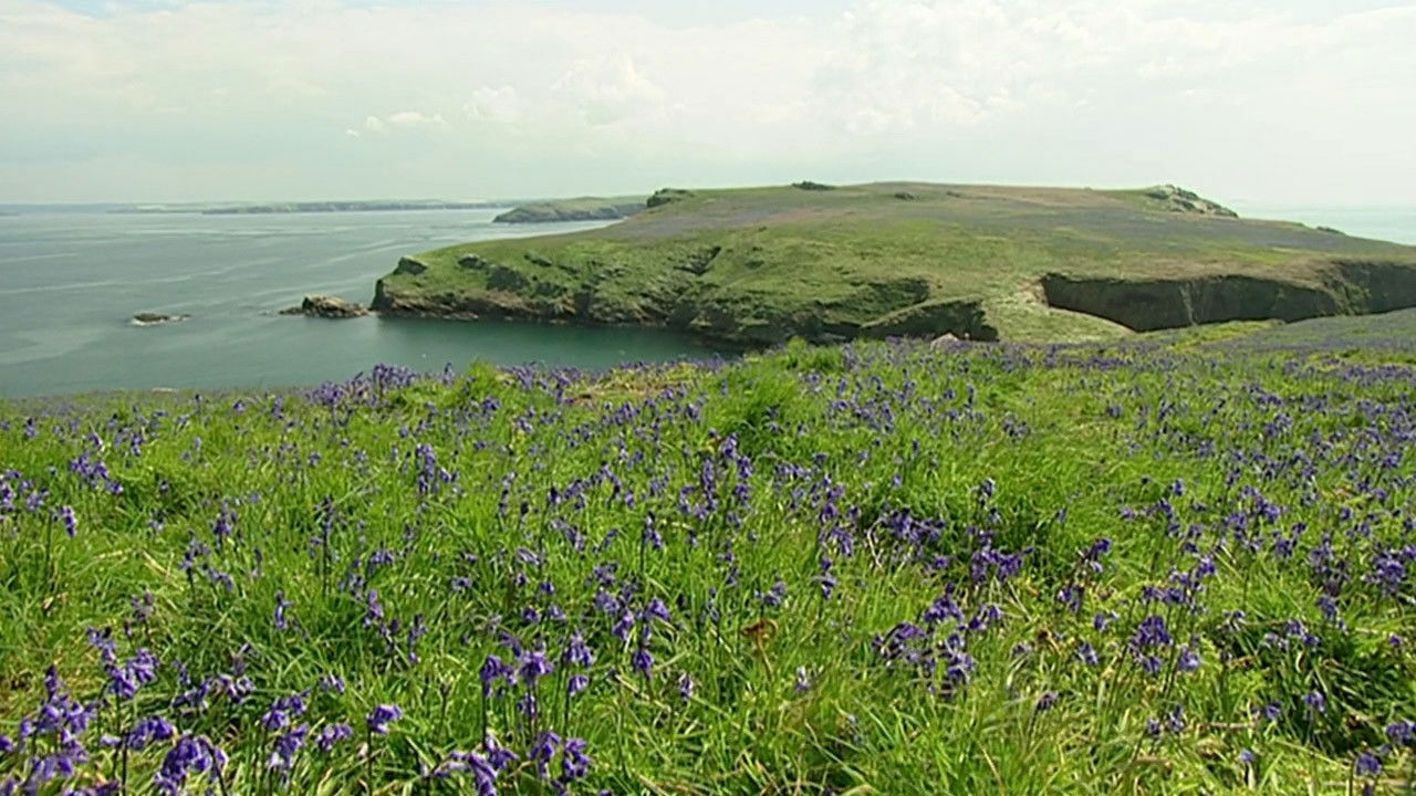 Backdrop for The Rabbits of Skomer