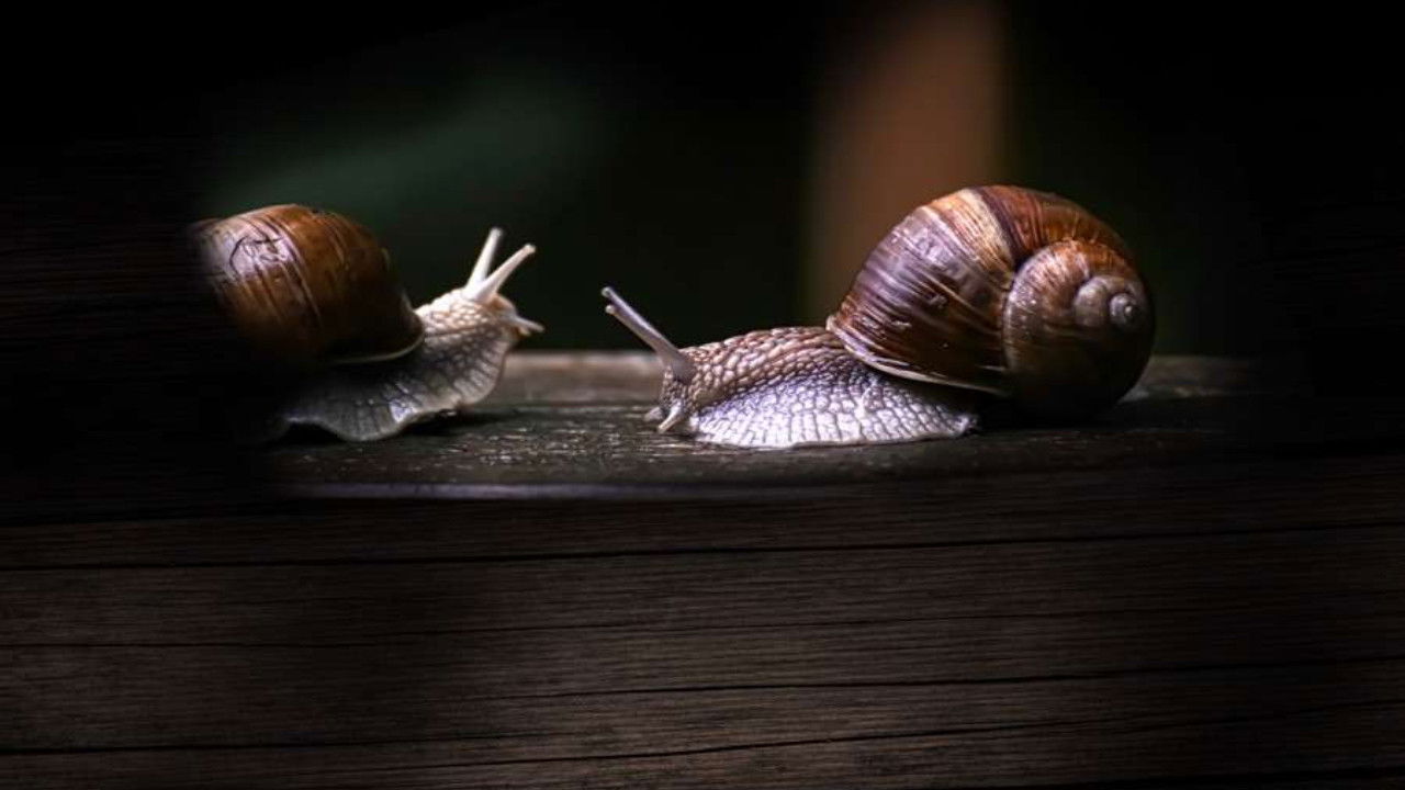 Backdrop for Secret World of Mollusks