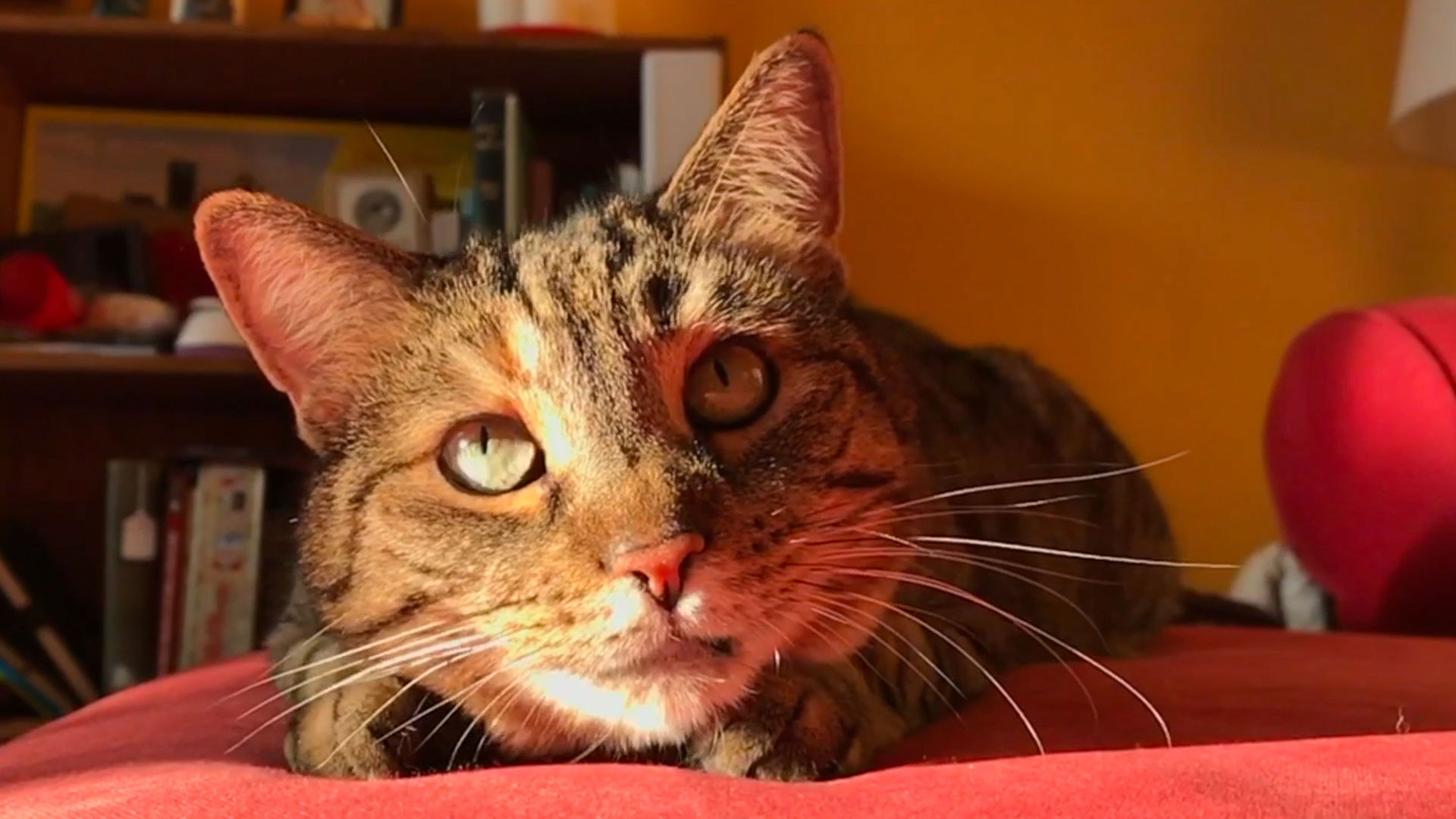 Backdrop for Quarantine Cat Film Festival