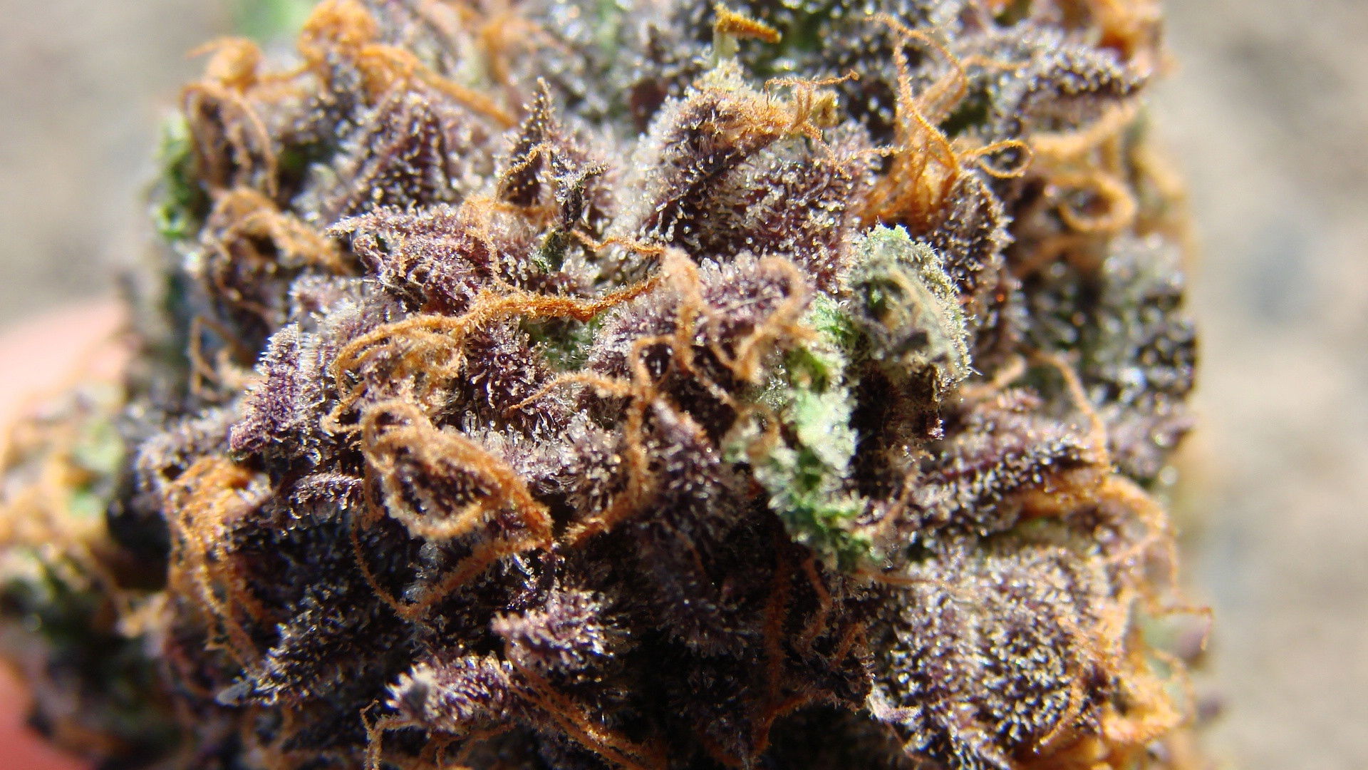 Backdrop for Cannabis: What's the Harm?