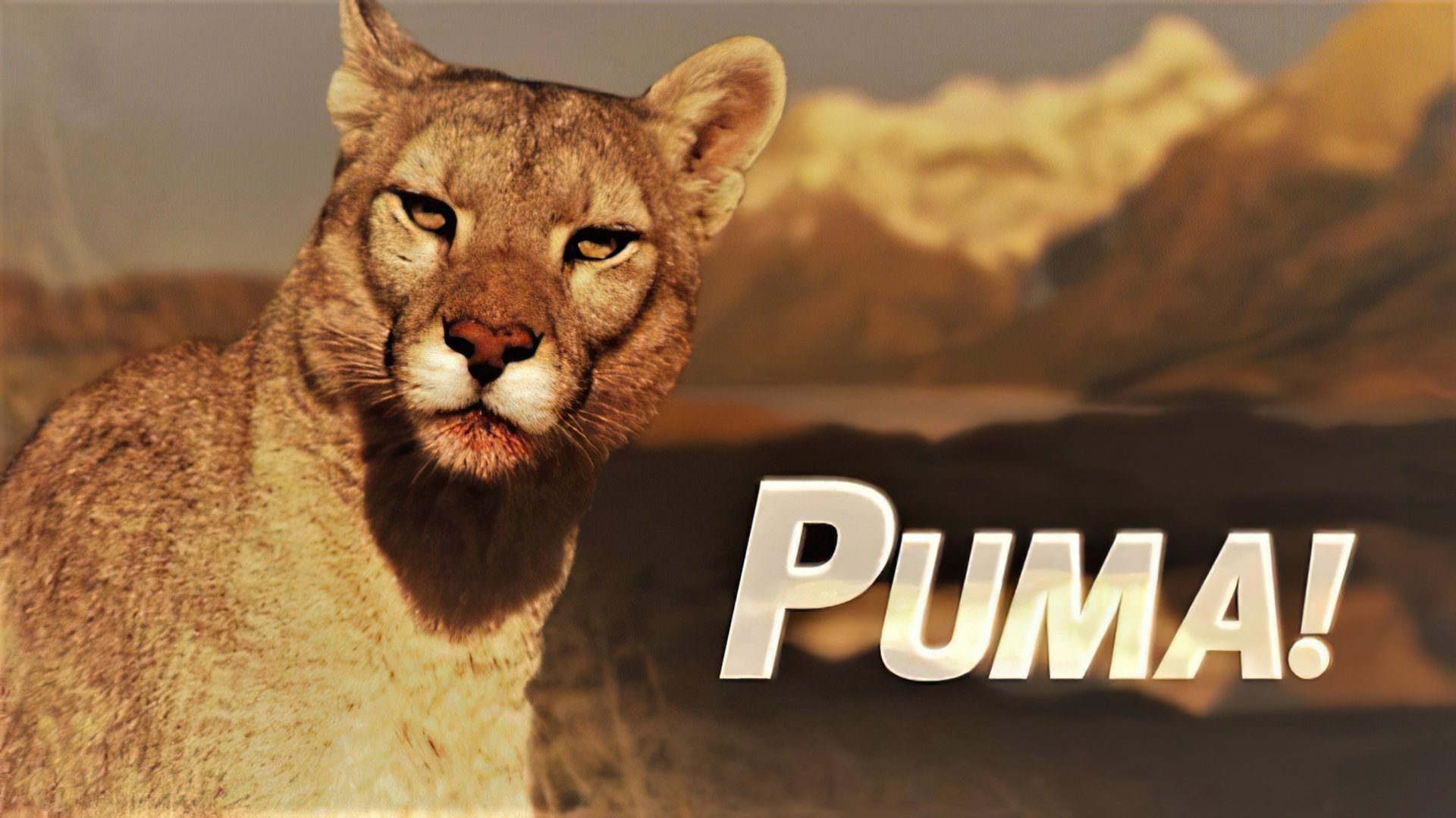 Backdrop for Puma!