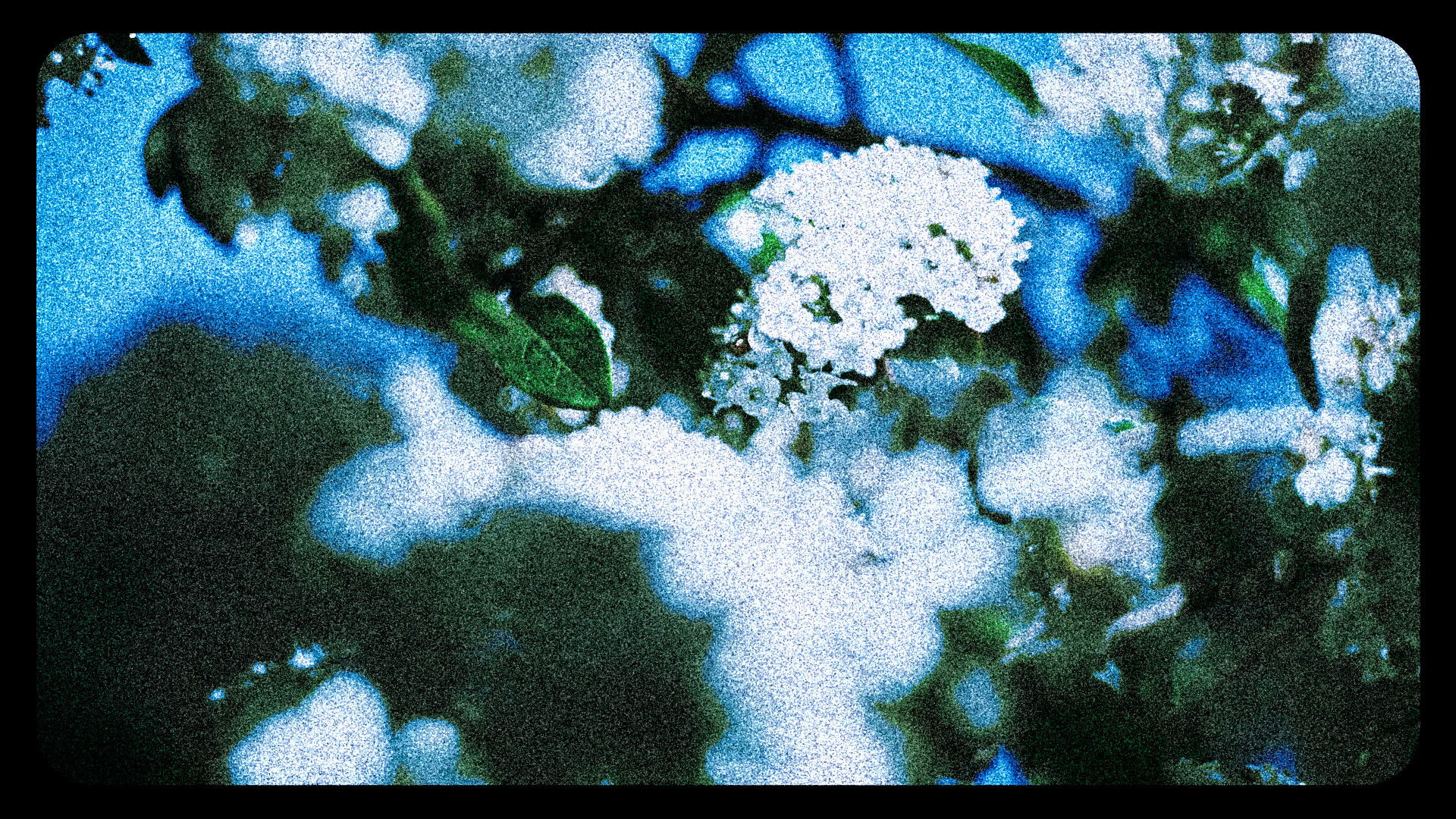 Backdrop for Flowers (III)