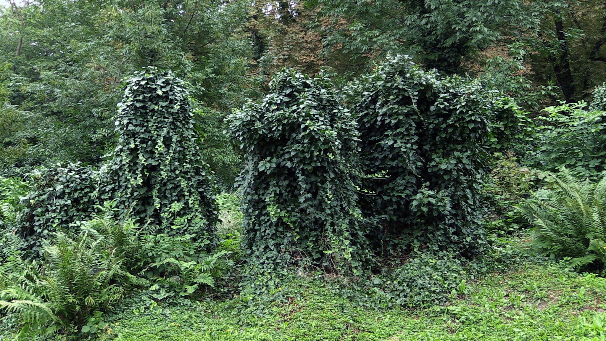 Backdrop for Above Us Only Sky