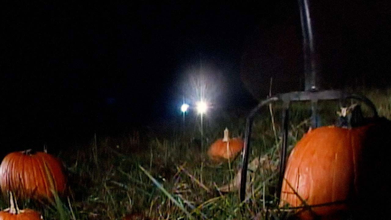 Backdrop for Revenge of the Great Pumpkin