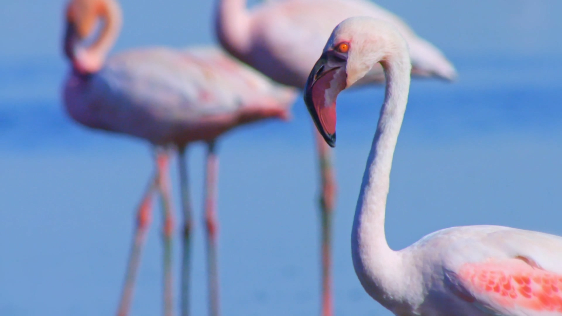 Backdrop for Weird, Wild, and Wonderful