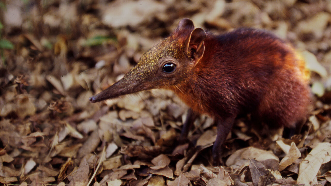 Backdrop for Rainforest Pixies: The Mysterious Rhynchocyon Shrew of Arabuko
