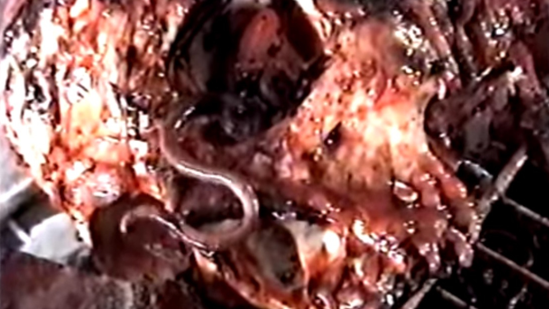 Backdrop for Harvest Brood