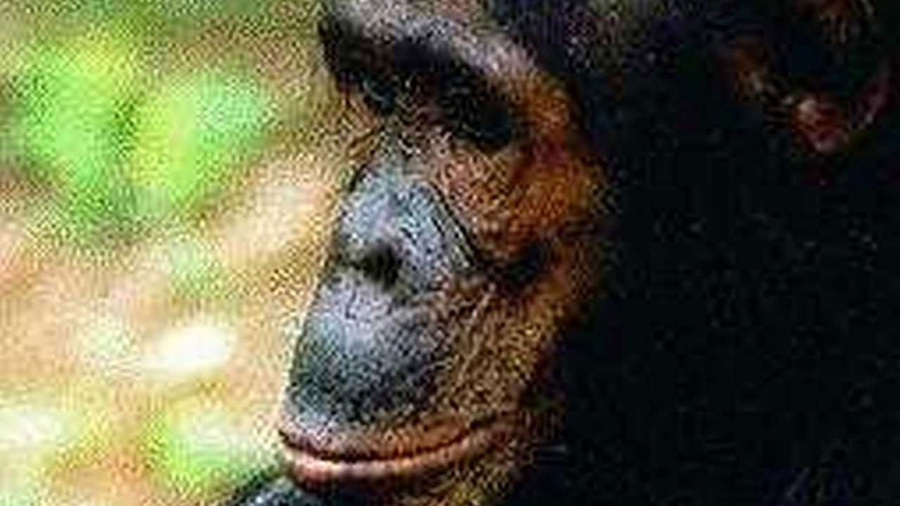 Backdrop for People of the Forest: The Chimps of Gombe