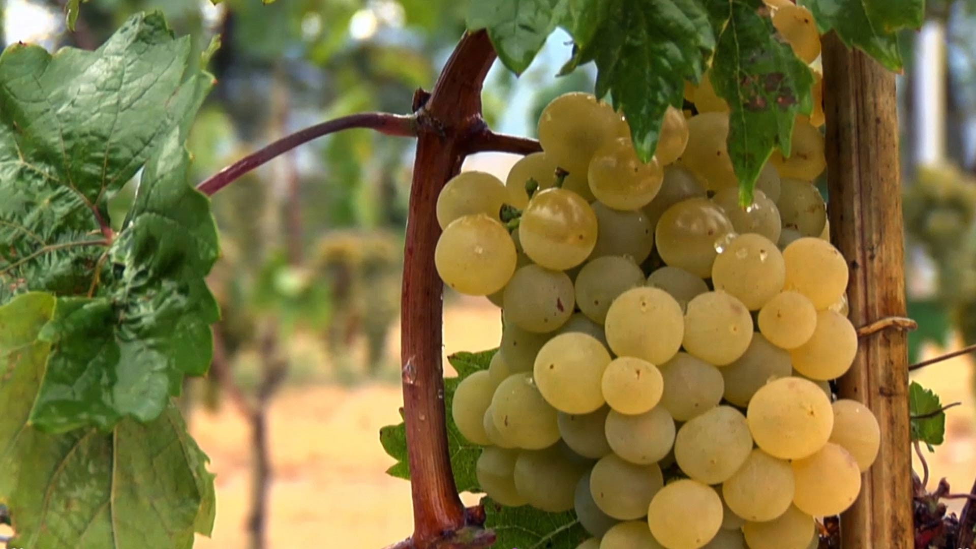 Backdrop for Cradle of Wine