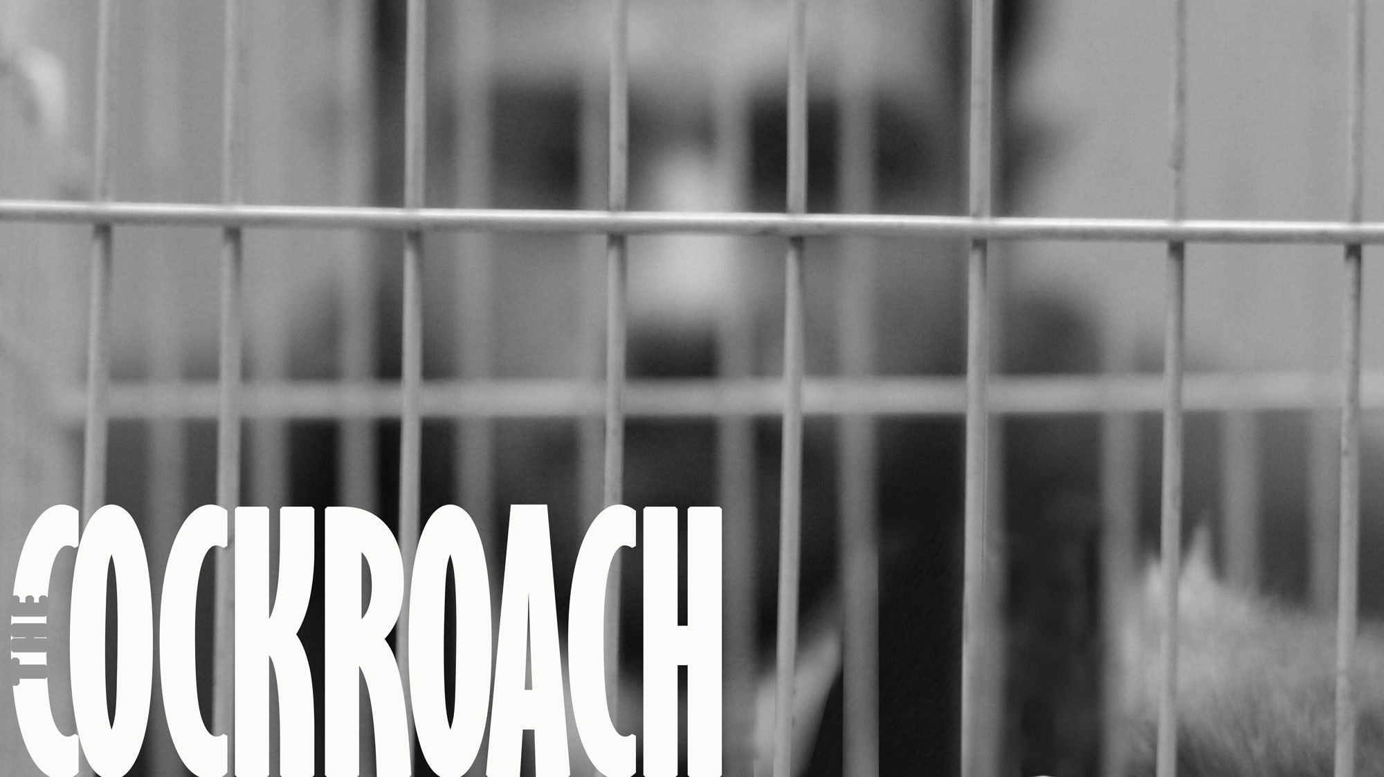 Backdrop for The Cockroach