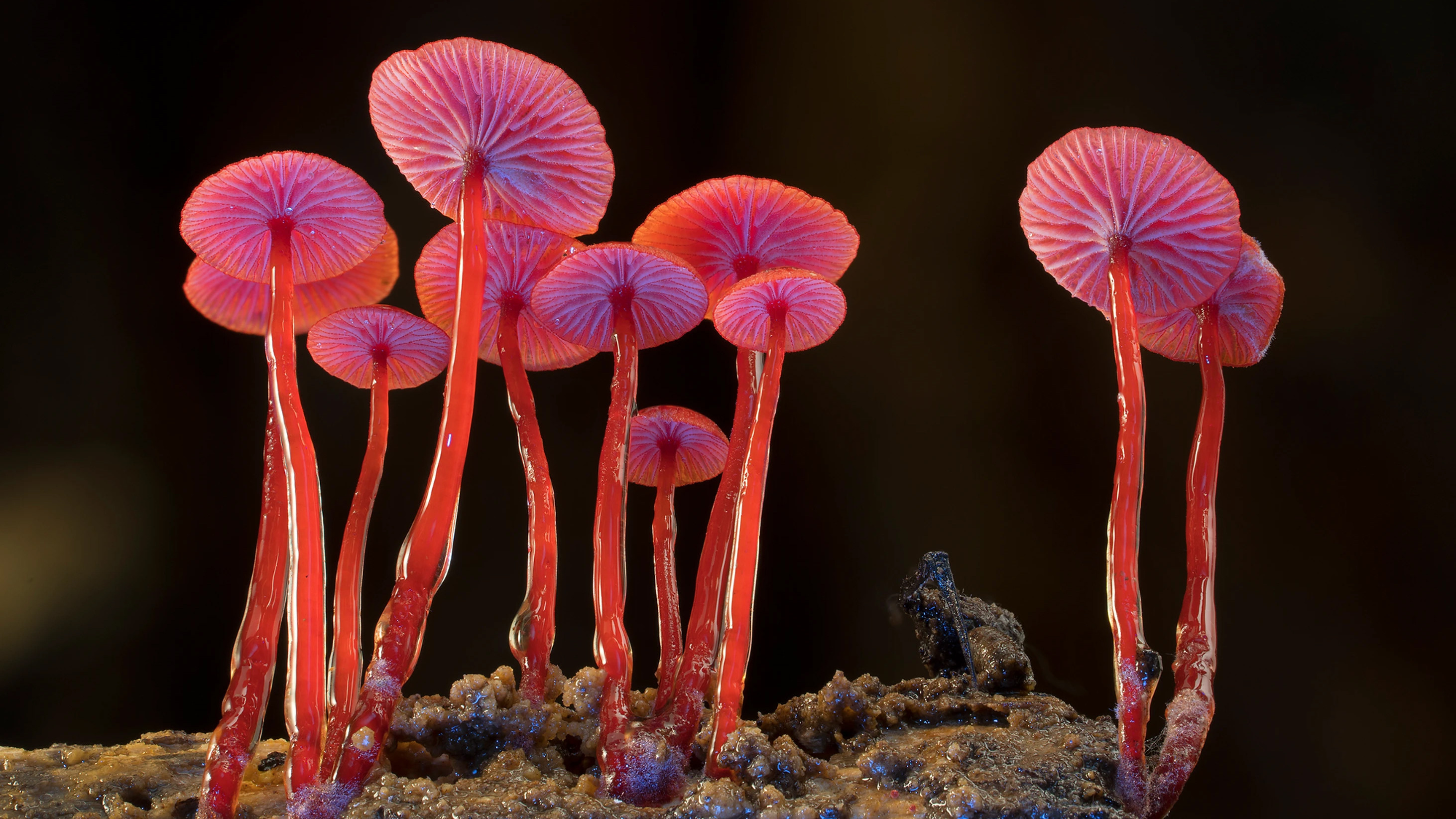 Backdrop for Fungi: The Web of Life
