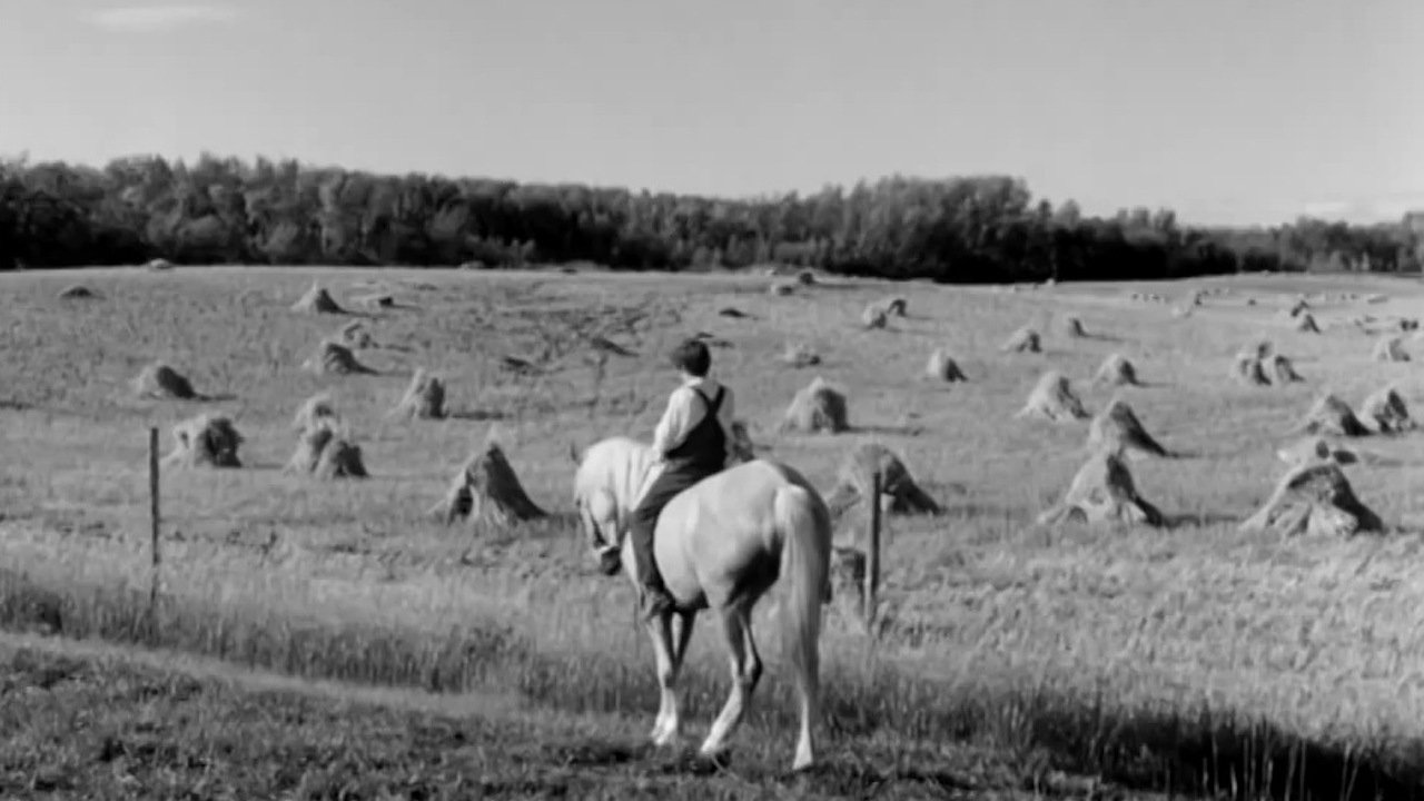 Backdrop for Cornet at Night
