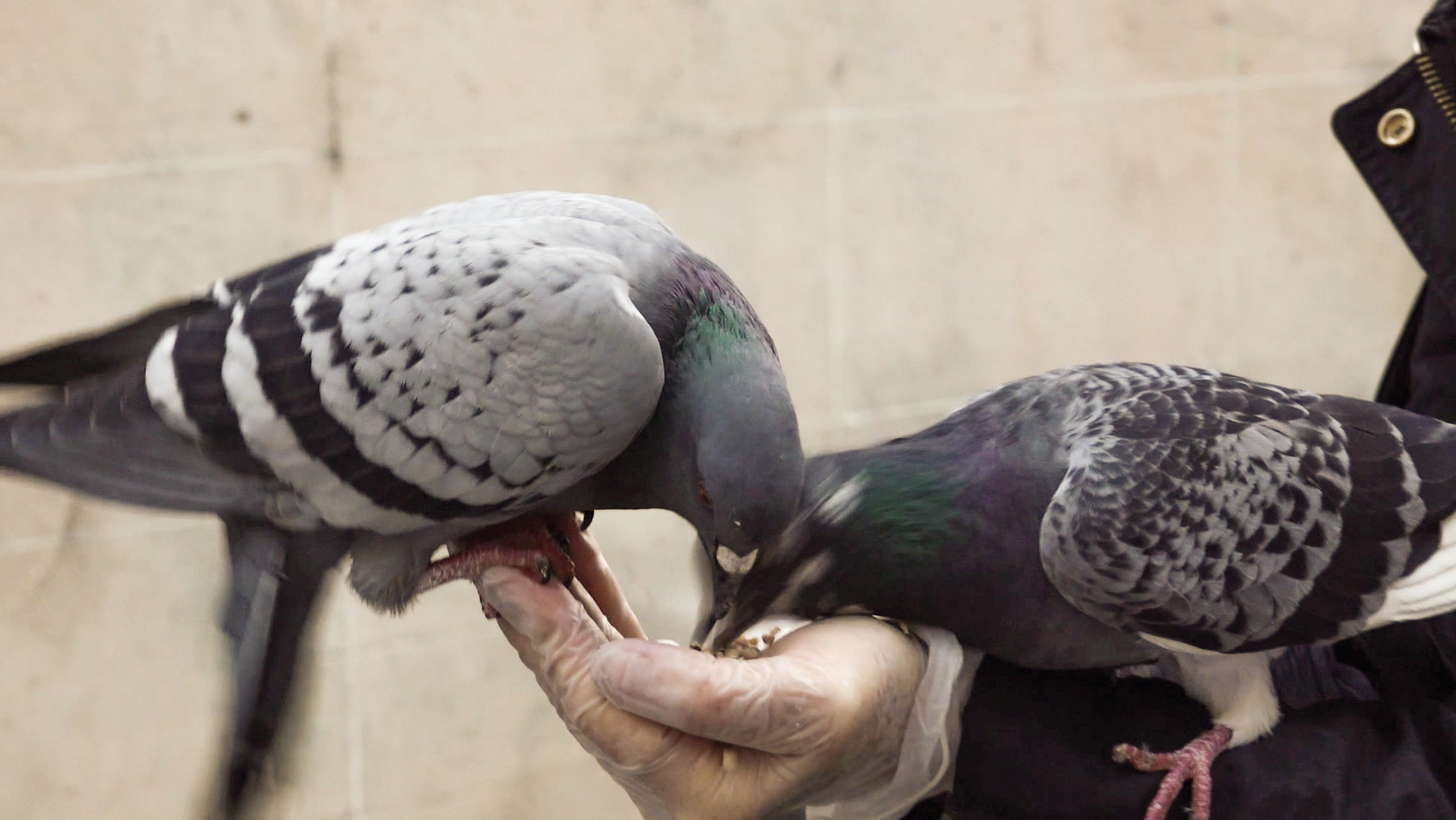 Backdrop for The Pigeon