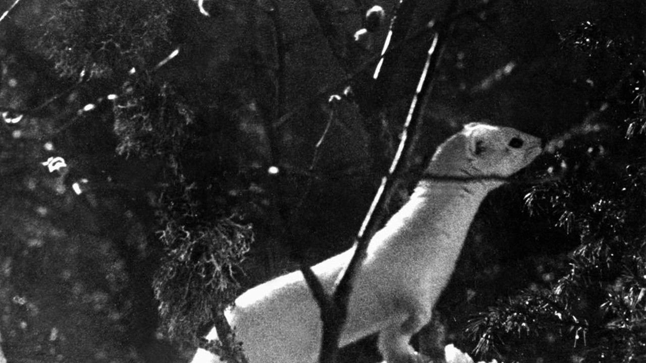 Backdrop for A Divided World