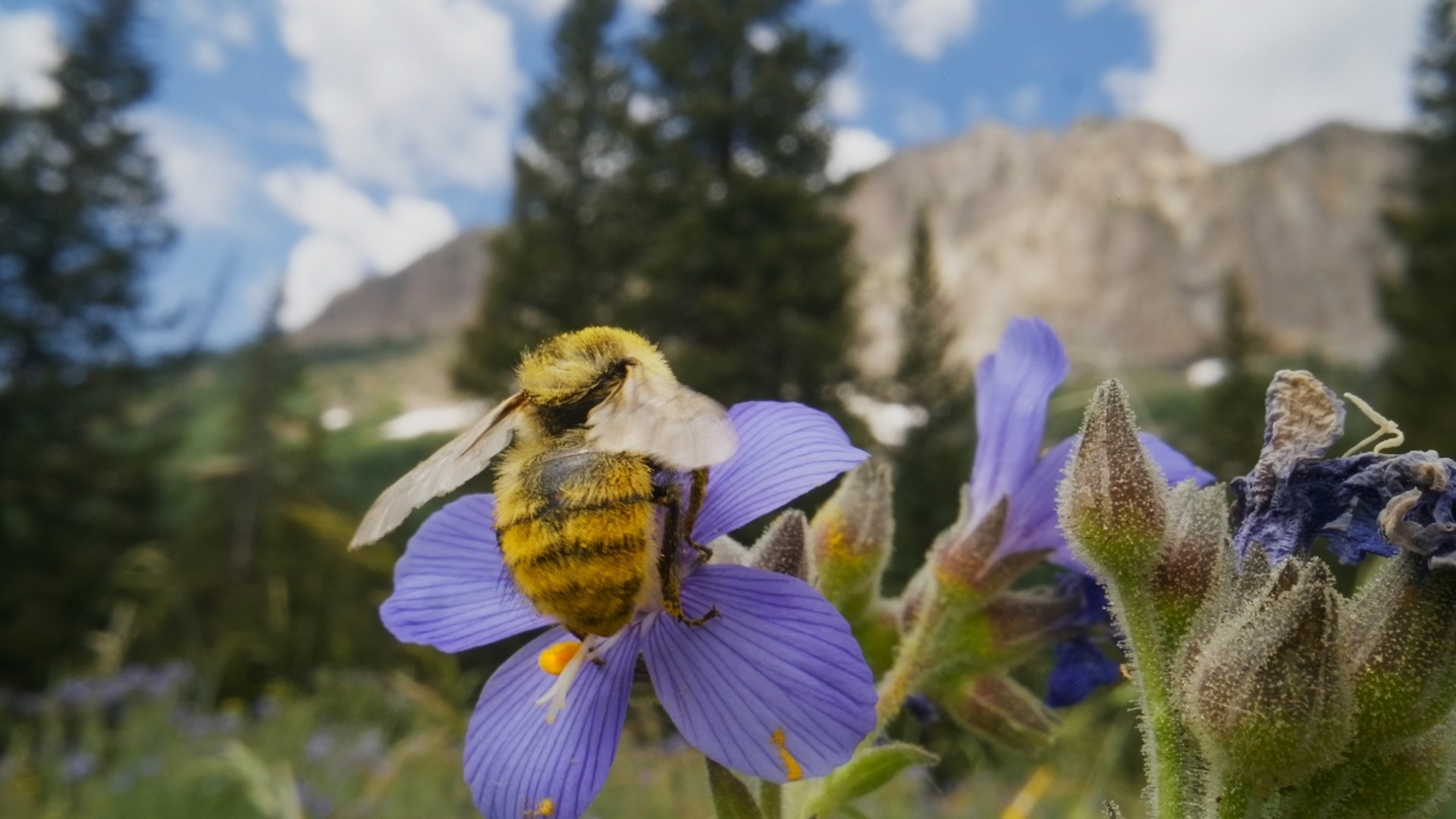 Backdrop for Bugs That Rule the World
