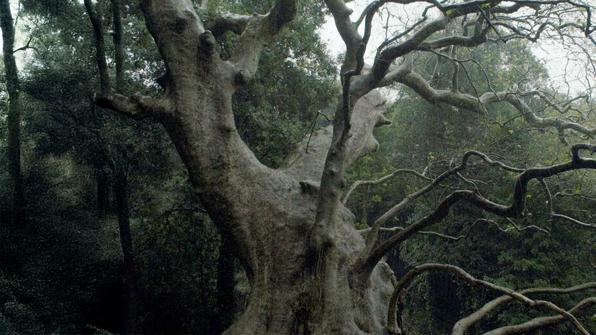 Backdrop for Nuovo cinema paralitico