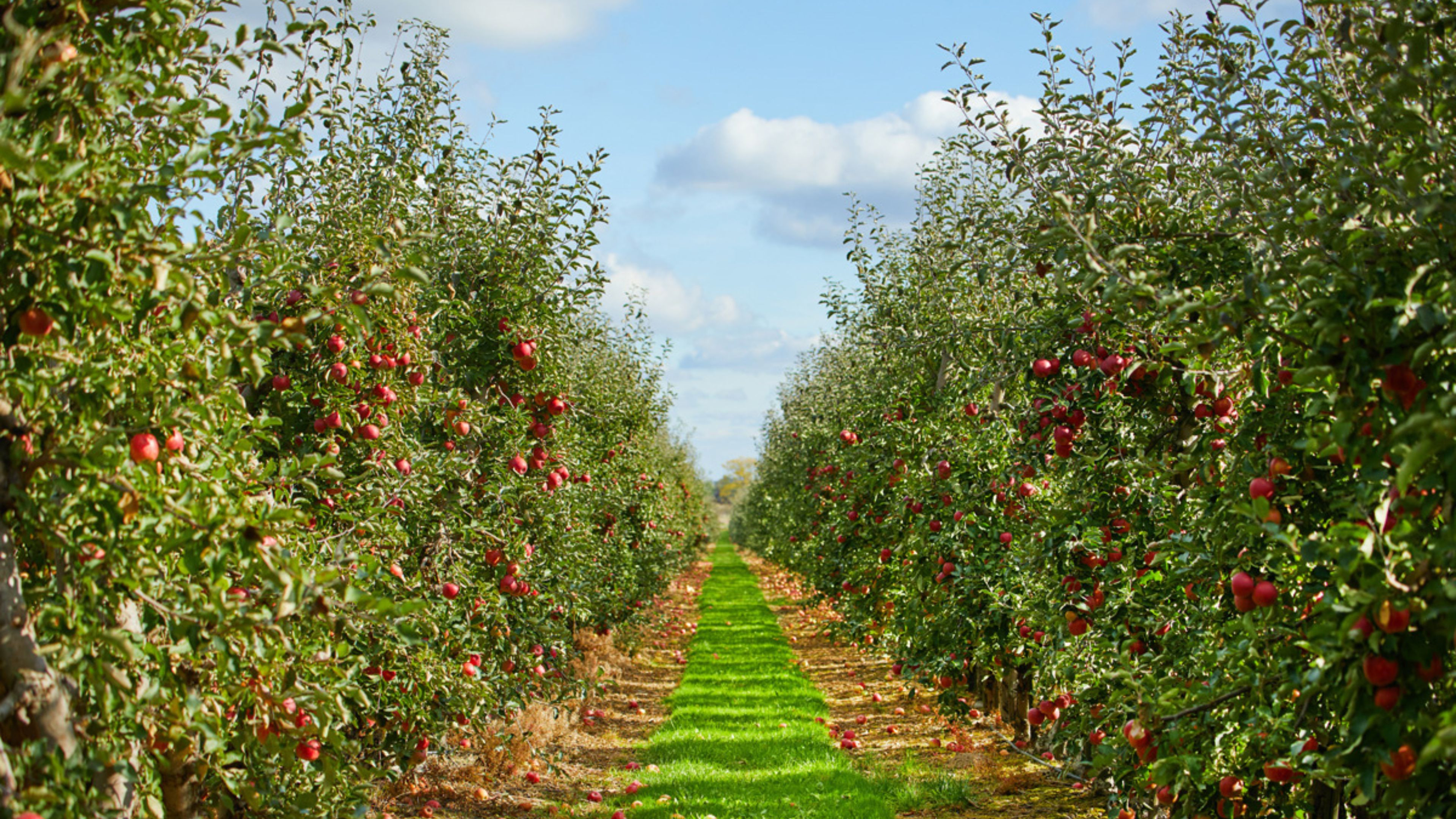Backdrop for The Apple