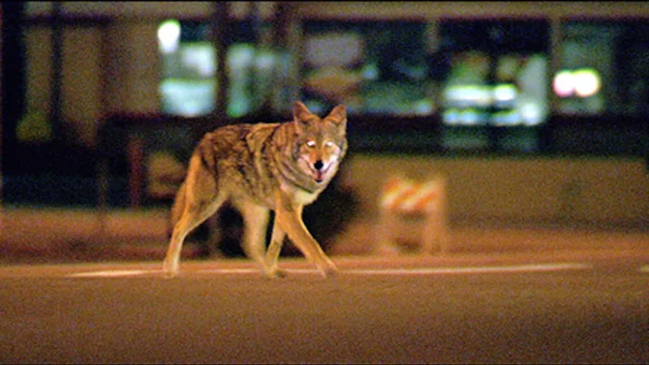 Backdrop for Collateral