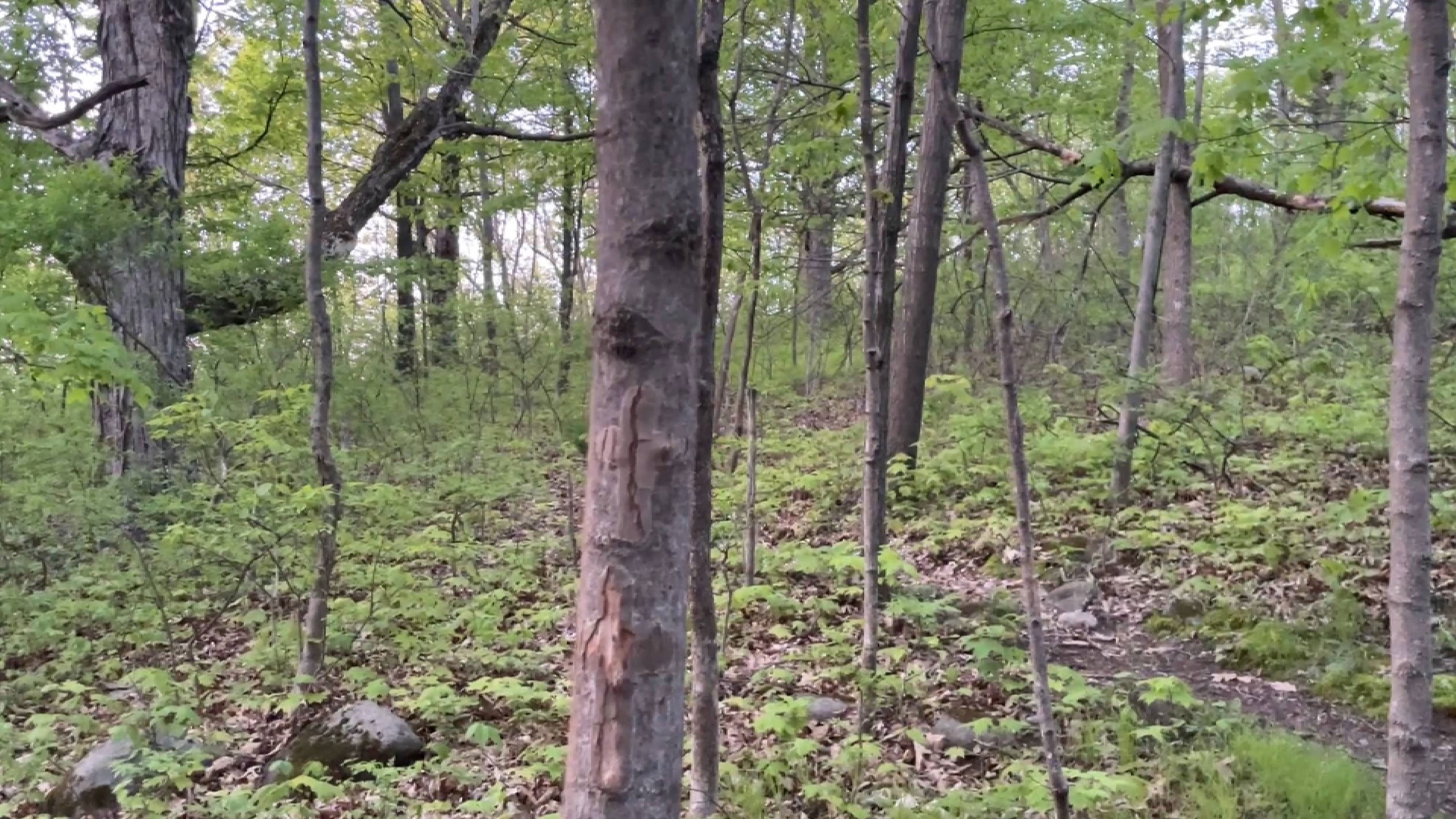 Backdrop for Ghost out the campground