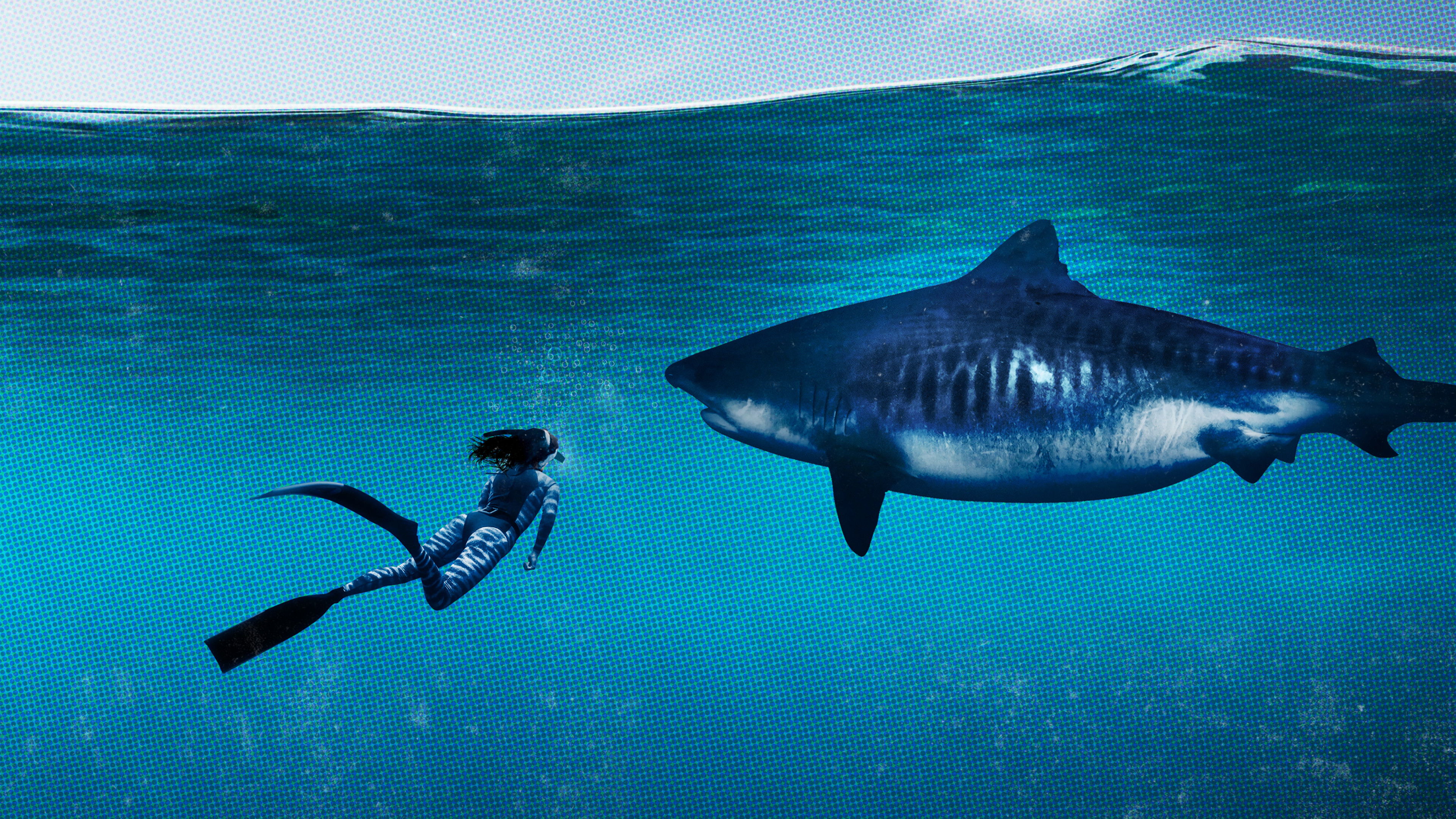 Backdrop for World's Biggest Tiger Shark