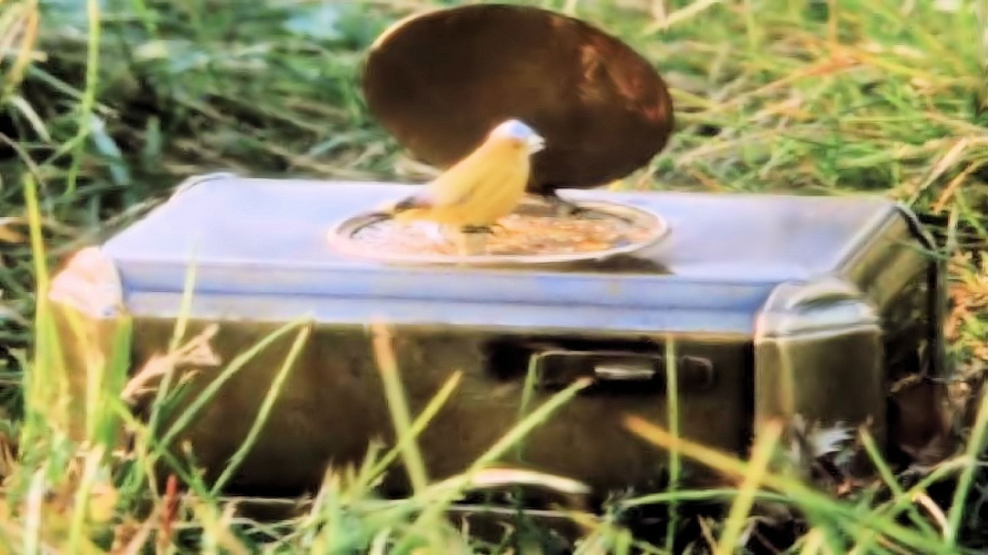 Backdrop for Land of Dreams