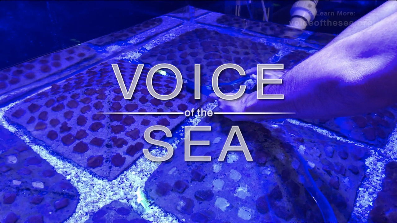 Backdrop for Voice of the Sea