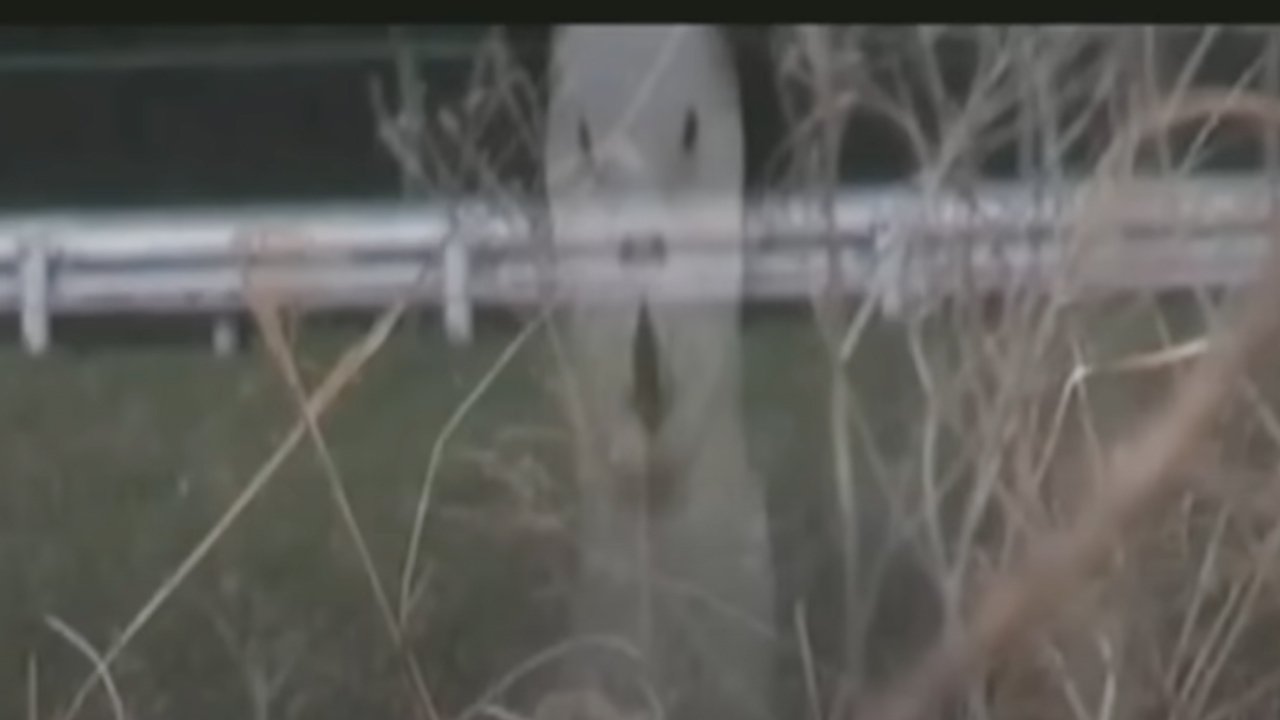 Backdrop for Cursed Psychic Video XXX 7