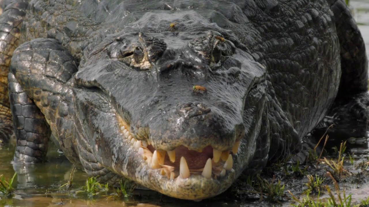 Backdrop for The Pantanal's Rebel Lake