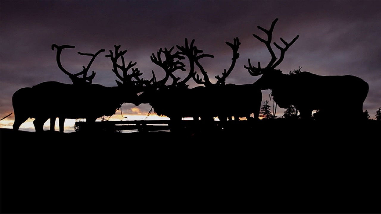 Backdrop for The Breath of the Tundra