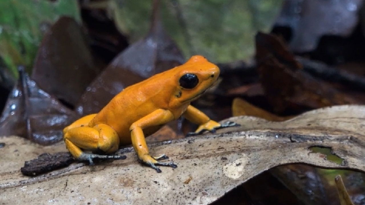 Backdrop for Itapoa - Un proyecto que camina