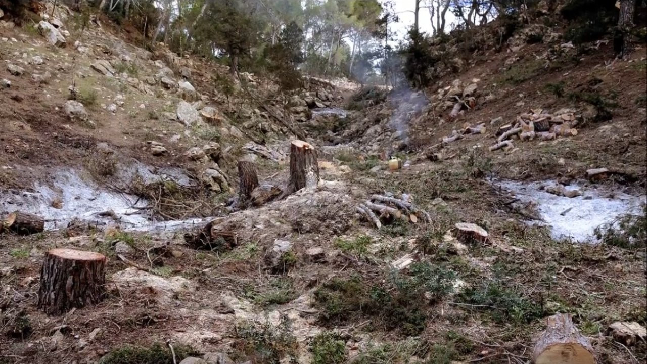 Backdrop for What Are You Up To, Barbet Schroeder?