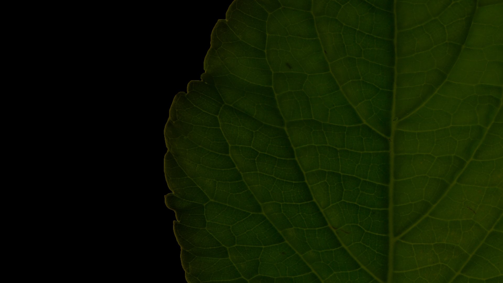 Backdrop for Salvia Divinorum: A Western Approach