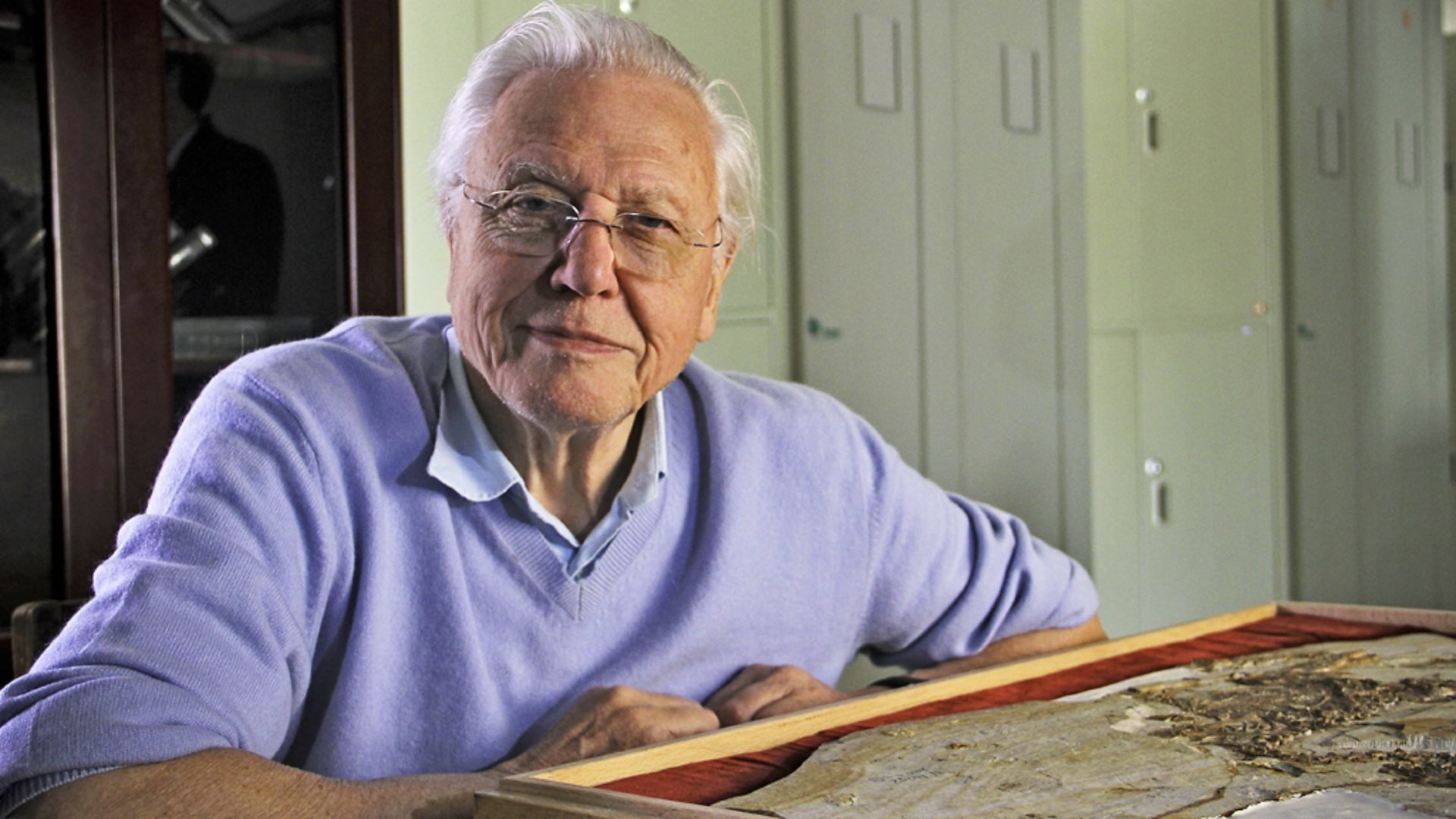Backdrop for David Attenborough's Rise of Animals: Triumph of the Vertebrates