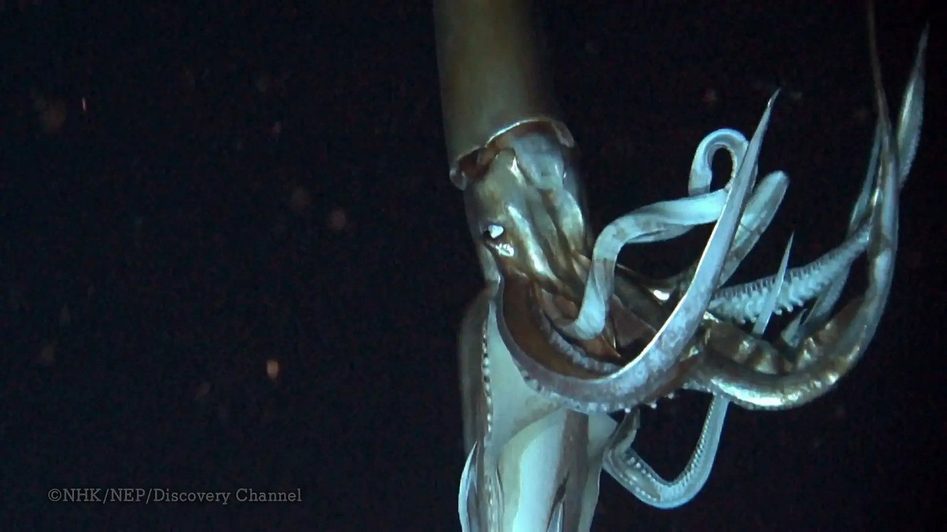 Backdrop for Deep Ocean