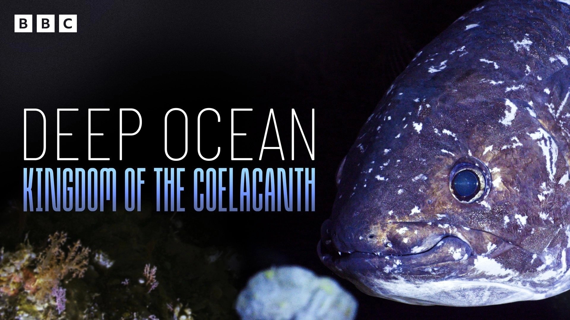 Backdrop for Deep Ocean: Kingdom of the Coelacanth