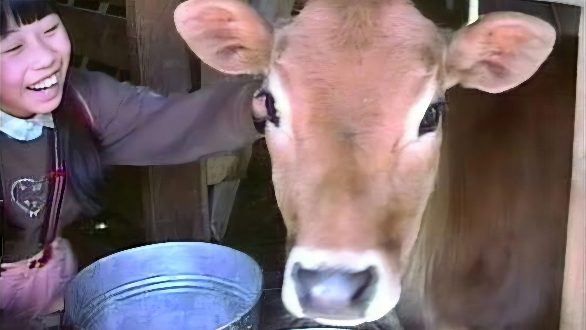 Backdrop for Lessons from a Calf